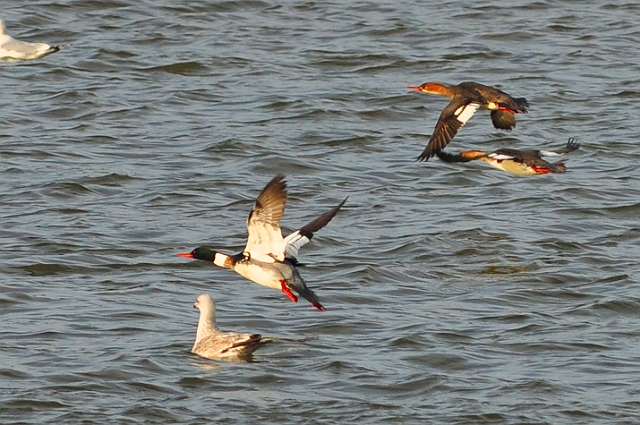 17 01 15_0400_edited-1.jpg - RED-BREASTED MERGANSERS - BIRDS OF POOLE HARBOUR FAMILY TRIP - 17.1.15